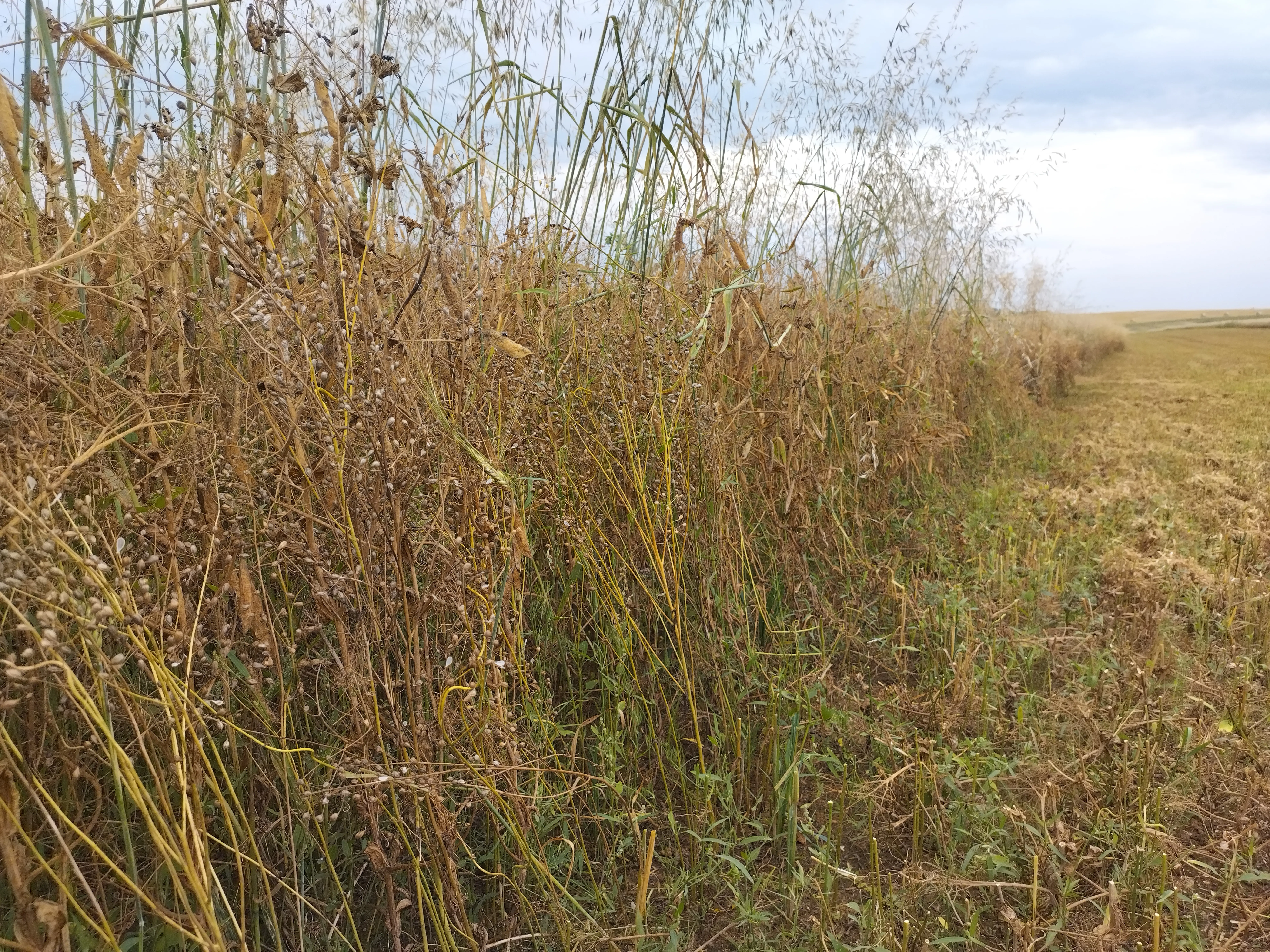 Moisson pois-cameline et triage des céréales.