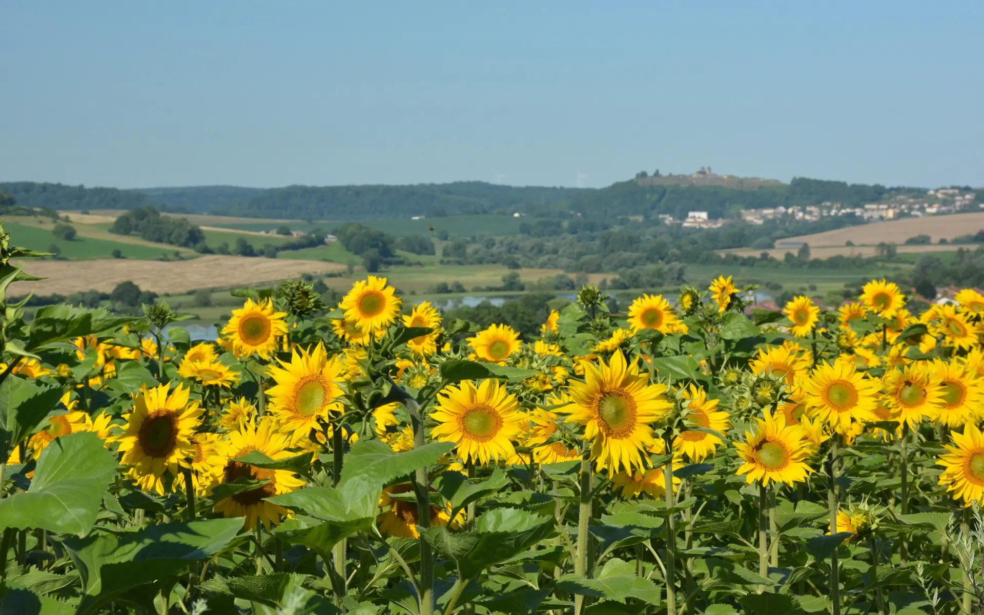 Champs de tournesols avec vue sur la Citadelle de Montmédy