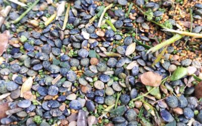 Moisson des lentilles associées à la cameline et pré triage.