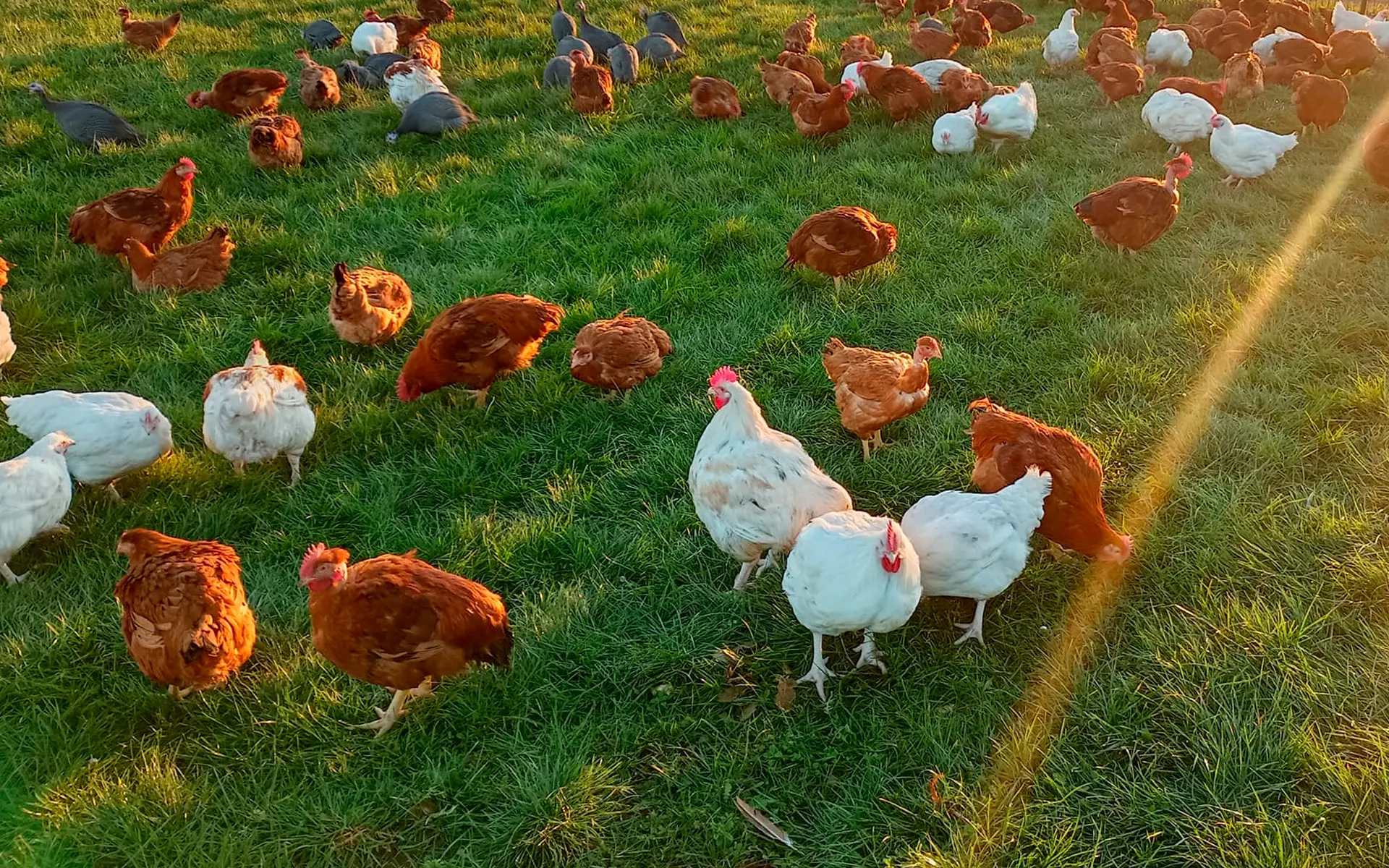 Poules de la Ferme du Sart