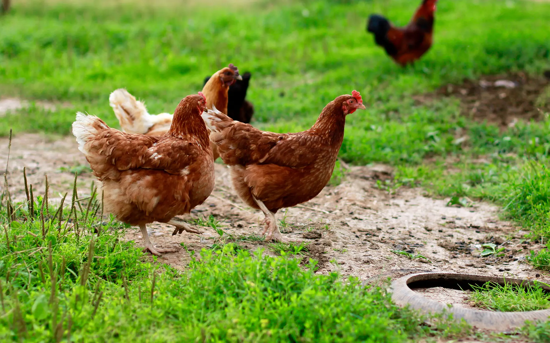 sart-volailles-3 Volailles de la Ferme du Sart